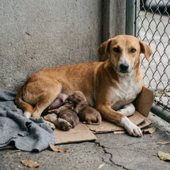 Your $9 supports Bella and her newborn puppies 🐾